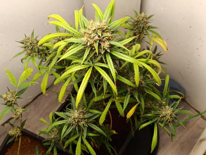 42 Fast BUDS - 4. Strawberry Pie. Week 14