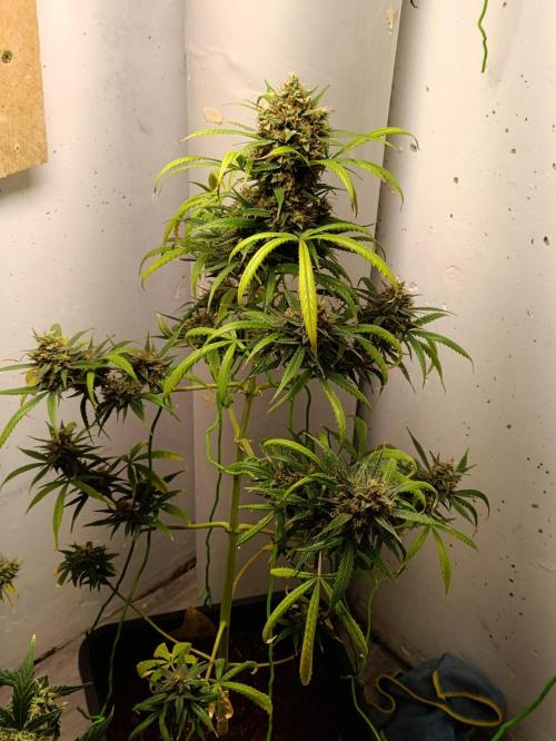 42 Fast BUDS - 4. Strawberry Pie. Week 14
