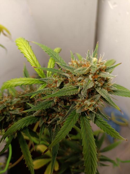 42 Fast BUDS - 4. Strawberry Pie. Week 15