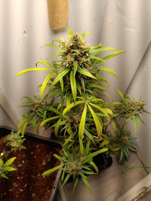 42 Fast BUDS - 4. Strawberry Pie. Week 15