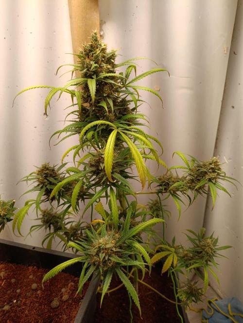 42 Fast BUDS - 4. Strawberry Pie. Week 15