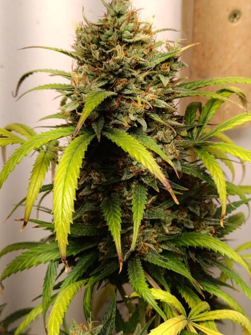 42 Fast BUDS - 4. Strawberry Pie. Week 16