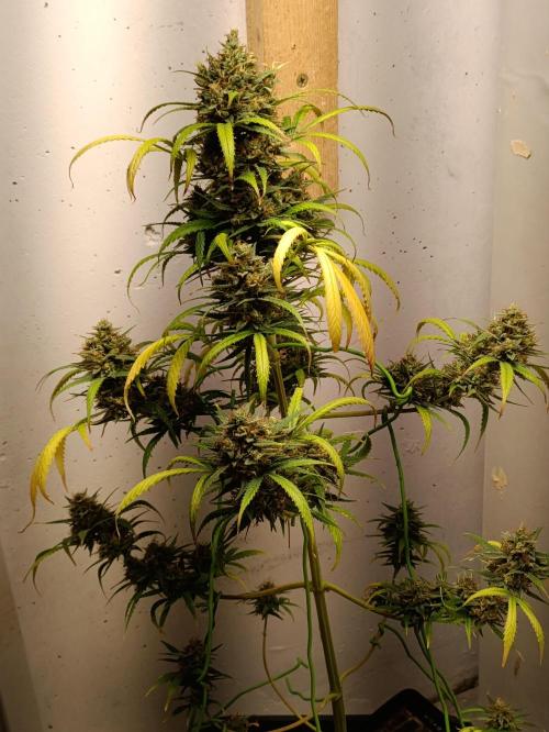 42 Fast BUDS - 4. Strawberry Pie. Week 16