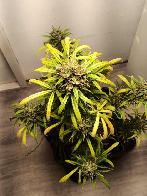 42 Fast BUDS - 4. Strawberry Pie. Week 16