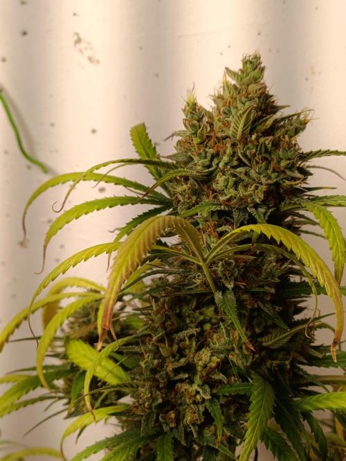 42 Fast BUDS - 4. Strawberry Pie. Week 16