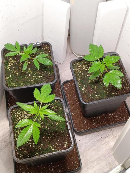 GROWBOX 2 (11.+12.+13.). Week 4