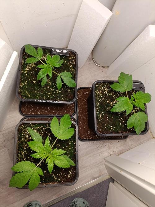 GROWBOX 2 (11.+12.+13.). Week 4