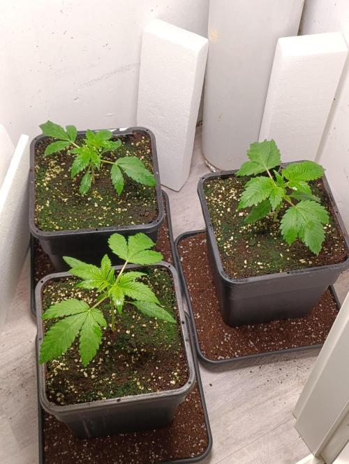 GROWBOX 2 (11.+12.+13.). Week 4