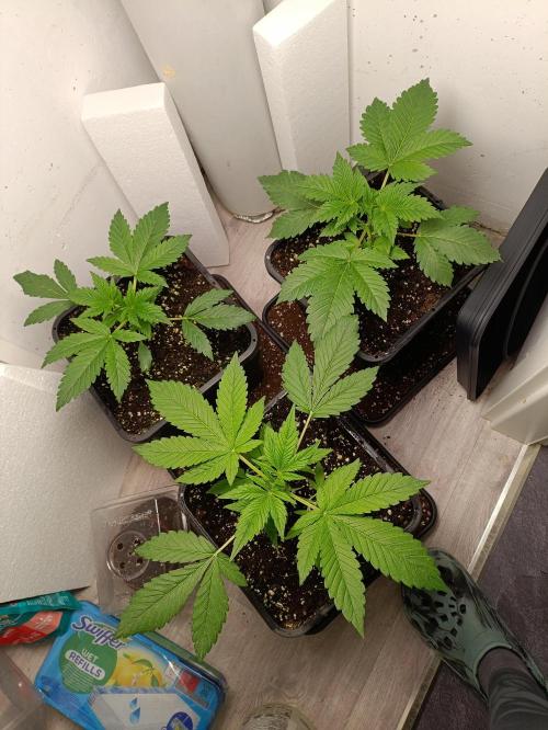 GROWBOX 2 (11.+12.+13.). Week 4