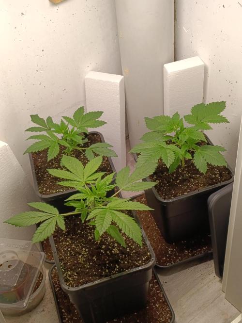 GROWBOX 2 (11.+12.+13.). Week 4