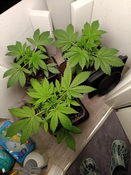 GROWBOX 2 (11.+12.+13.). Week 5