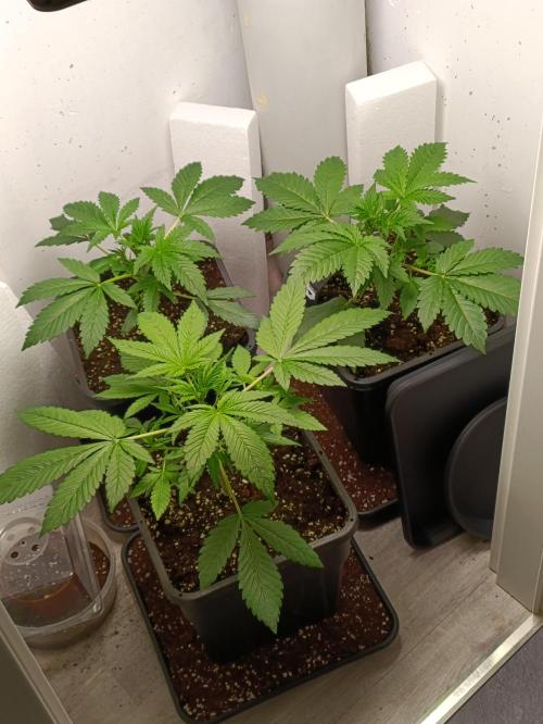 GROWBOX 2 (11.+12.+13.). Week 5