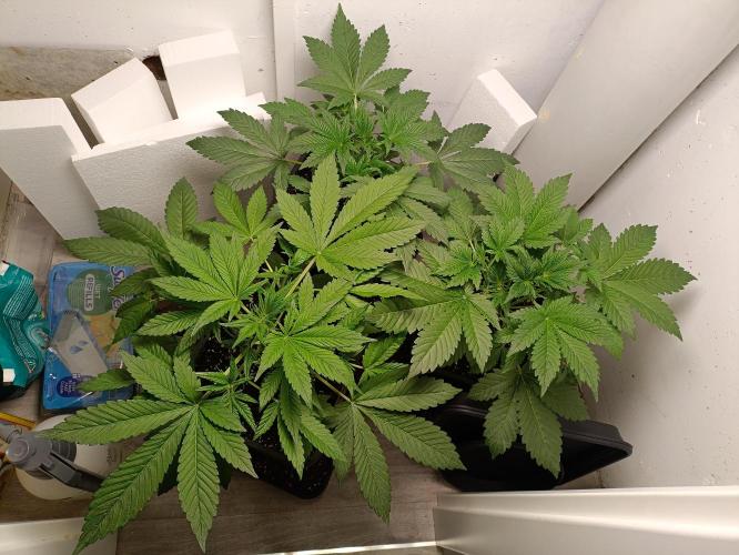 GROWBOX 2 (11.+12.+13.). Week 5