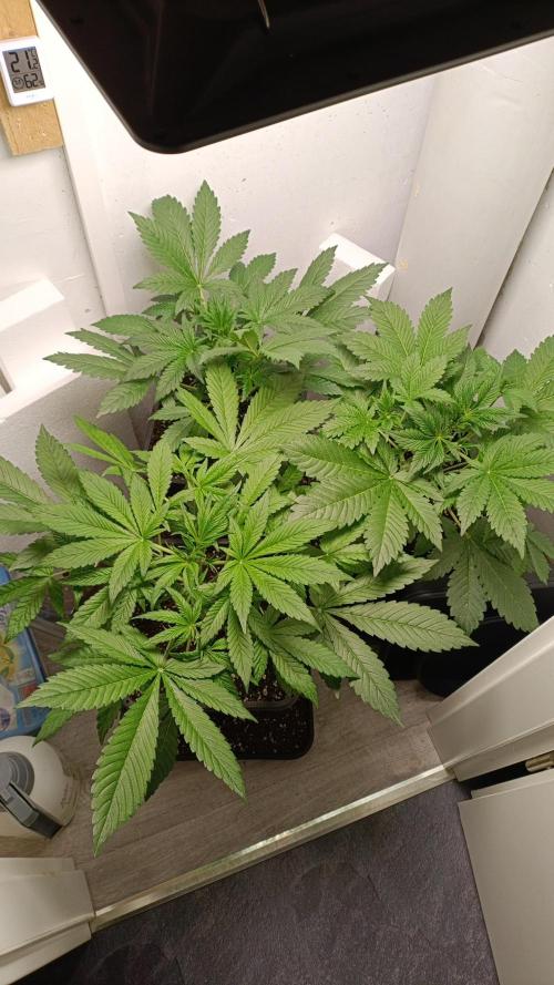 GROWBOX 2 (11.+12.+13.). Week 6