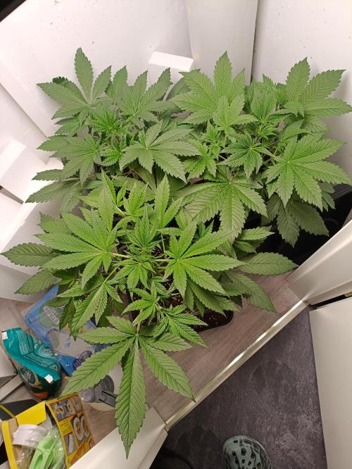 GROWBOX 2 (11.+12.+13.). Week 6
