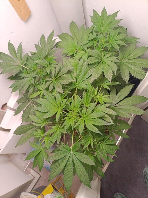GROWBOX 2 (11.+12.+13.). Week 6