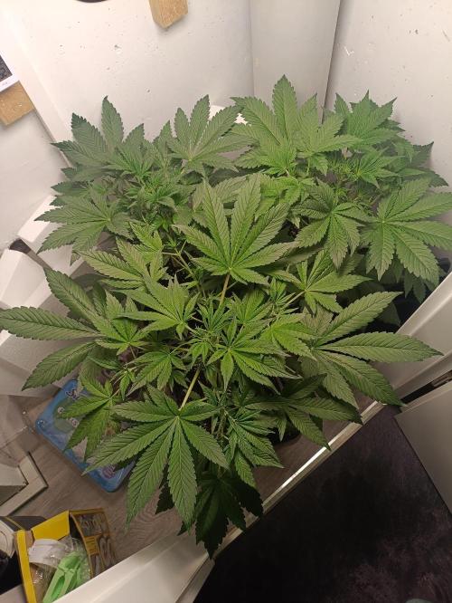 GROWBOX 2 (11.+12.+13.). Week 6