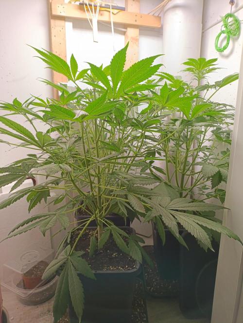 GROWBOX 2 (11.+12.+13.). Week 7