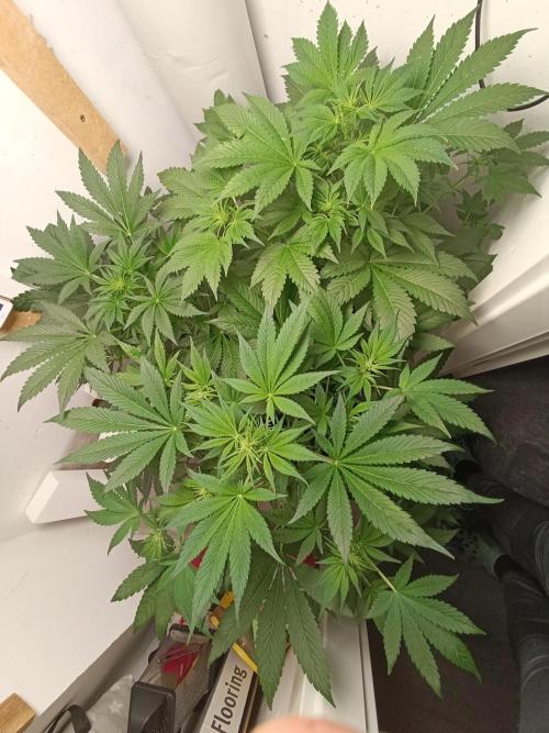 GROWBOX 2 (11.+12.+13.). Week 7