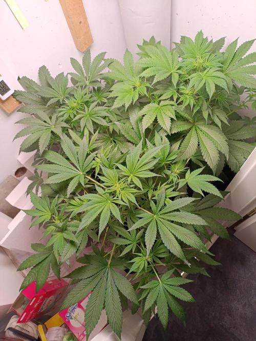GROWBOX 2 (11.+12.+13.). Week 7