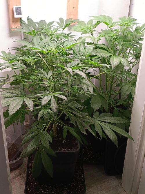 GROWBOX 2 (11.+12.+13.). Week 7