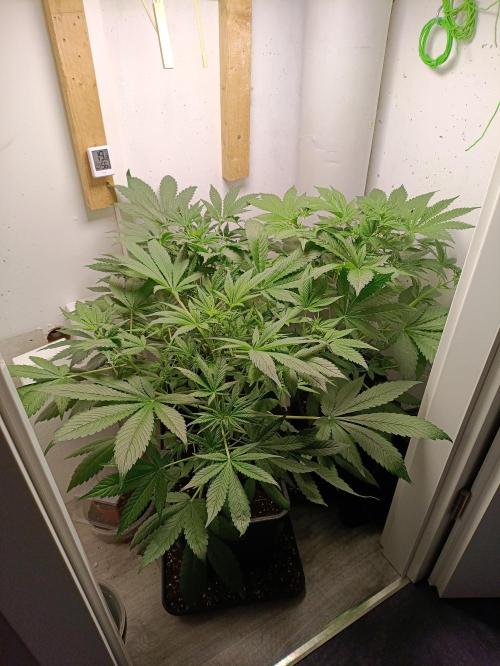 GROWBOX 2 (11.+12.+13.). Week 7