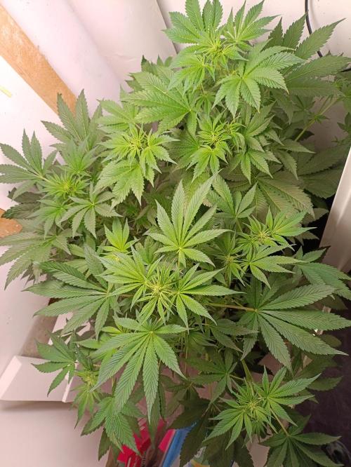 GROWBOX 2 (11.+12.+13.). Week 8