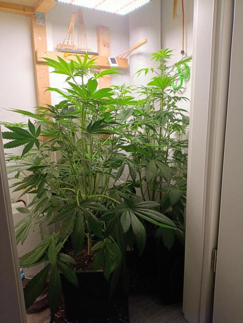 GROWBOX 2 (11.+12.+13.). Week 8