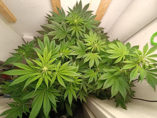 GROWBOX 2 (11.+12.+13.). Week 8