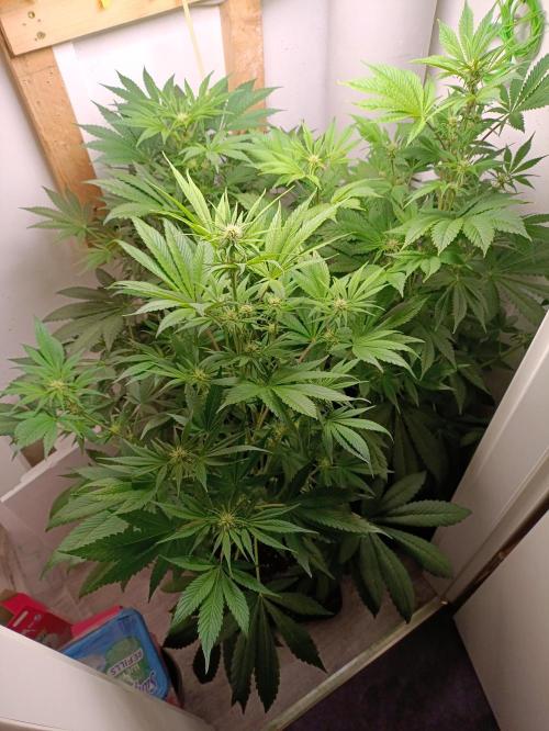 GROWBOX 2 (11.+12.+13.). Week 8