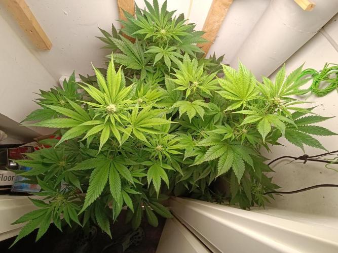 GROWBOX 2 (11.+12.+13.). Week 8