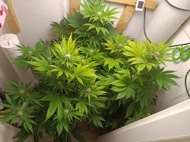 GROWBOX 2 (11.+12.+13.). Week 9