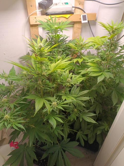 GROWBOX 2 (11.+12.+13.). Week 9