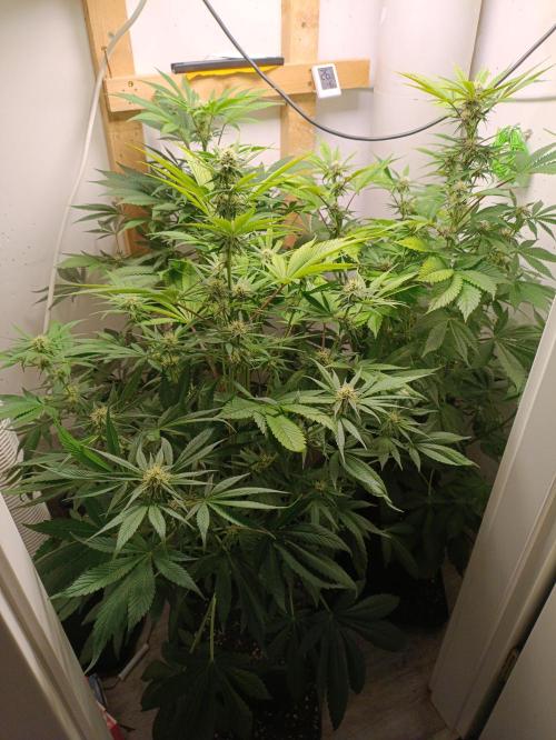 GROWBOX 2 (11.+12.+13.). Week 9