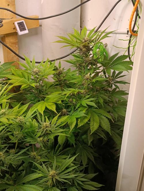 GROWBOX 2 (11.+12.+13.). Week 10