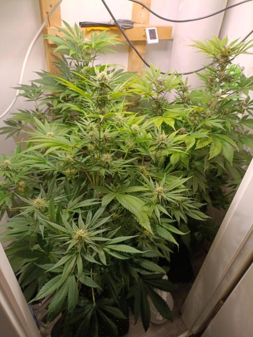GROWBOX 2 (11.+12.+13.). Week 10