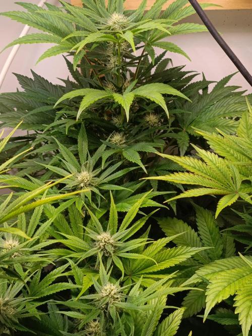 GROWBOX 2 (11.+12.+13.). Week 10