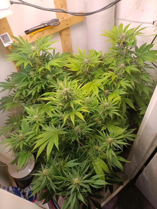 GROWBOX 2 (11.+12.+13.). Week 10
