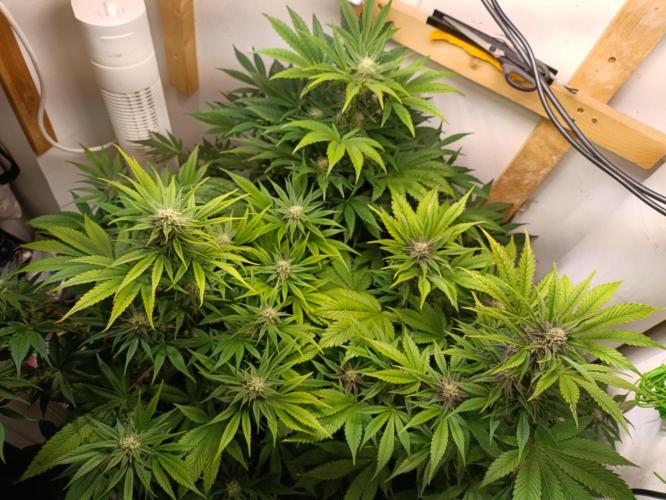 GROWBOX 2 (11.+12.+13.). Week 10