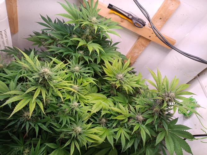 GROWBOX 2 (11.+12.+13.). Week 10