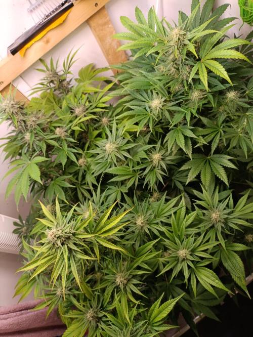 GROWBOX 2 (11.+12.+13.). Week 10