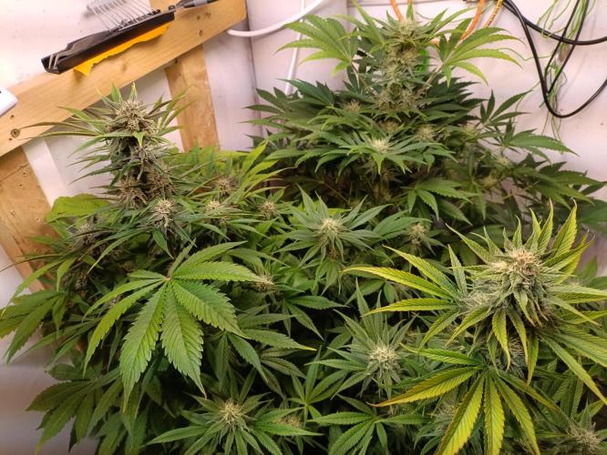 GROWBOX 2 (11.+12.+13.). Week 10