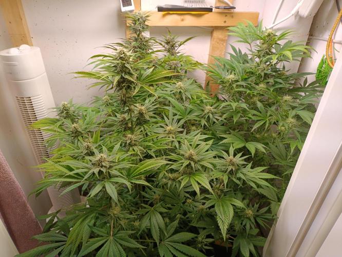 GROWBOX 2 (11.+12.+13.). Week 10