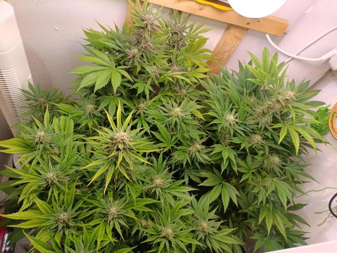 GROWBOX 2 (11.+12.+13.). Week 10