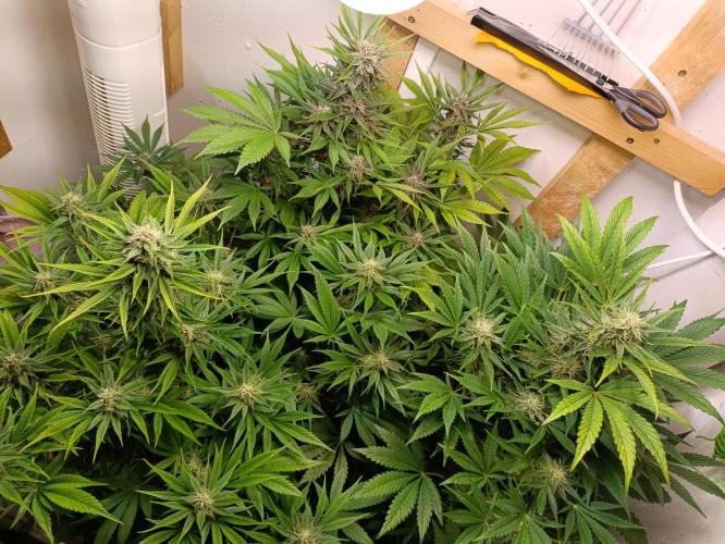 GROWBOX 2 (11.+12.+13.). Week 10