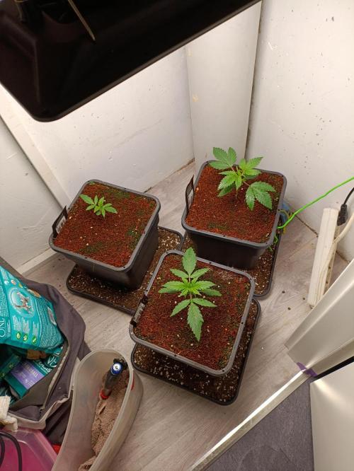 GROWBOX 1 (8.+9.+10.). Week 3