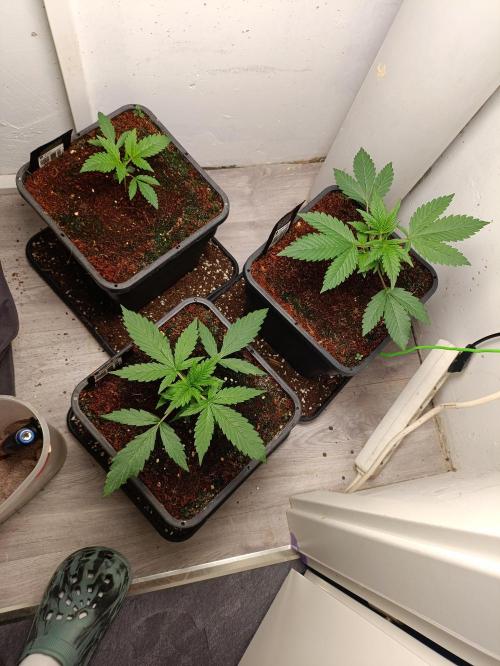 GROWBOX 1 (8.+9.+10.). Week 3