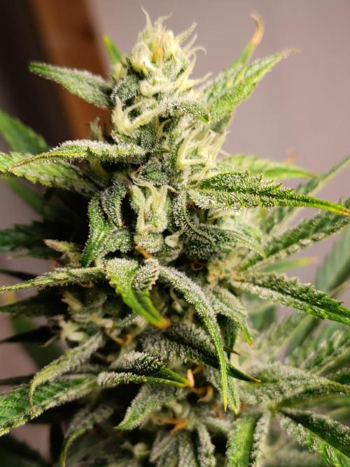 GROWBOX 1 (8.+9.+10.). Week 11