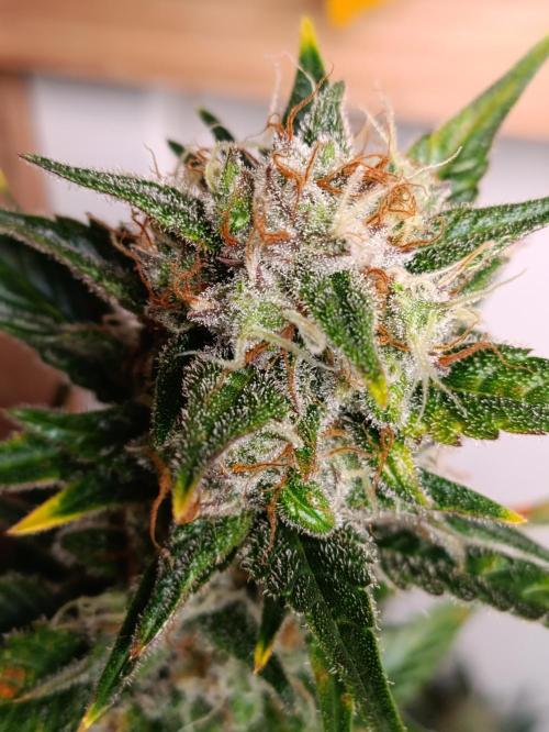 GROWBOX 1 (8.+9.+10.). Week 11