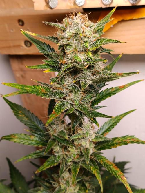 GROWBOX 1 (8.+9.+10.). Week 11